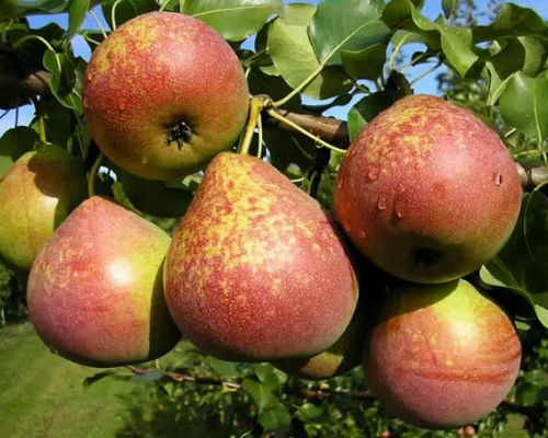 Груша Мраморная