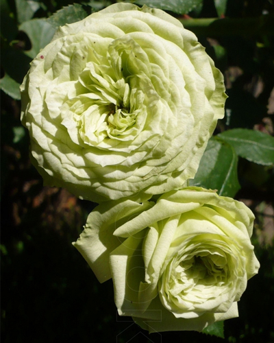роза Лавли Грин (Lovely Green ®)