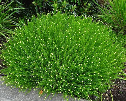 Сантолина зеленая (Santolina virens)