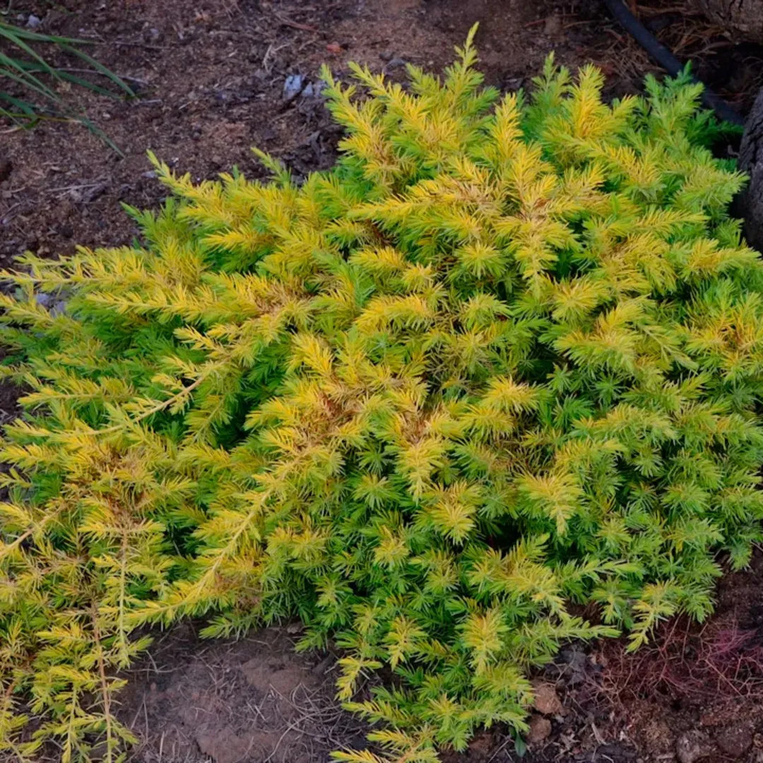 Можжевельник прибрежный Олл Голд (Juniperus conferta All Gold)