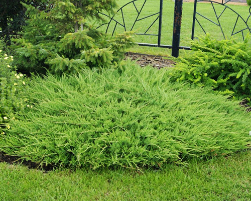 Можжевельник казацкий Аркадия (Juniperus sabina Arcadia)