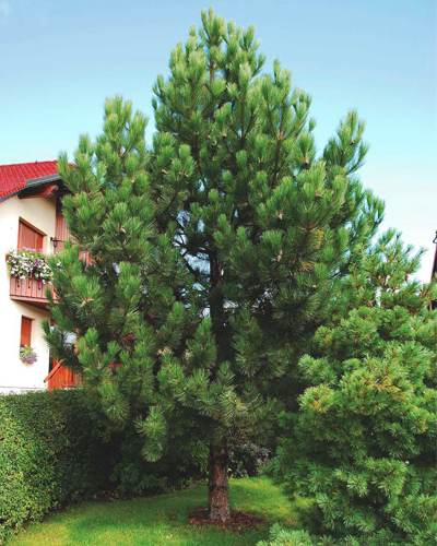 Сосна черная австрийская Арнольд (Pinus nigra Arnold)