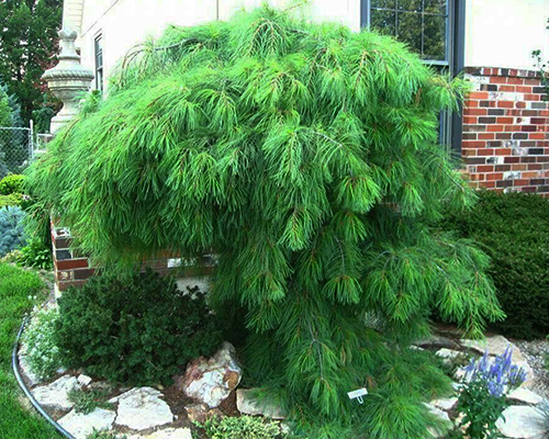 Сосна веймутова Анжел Фоллс (Pinus strobus Angel Falls)
