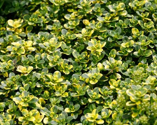 Тимьян лимоннопахнущий Замбези (Thymus citrodorus Sambesi)