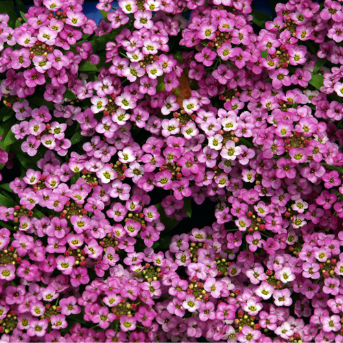Алиссум Эстер Бонет Дип Роуз (Alyssum Easter Bonnet Deep Rose)