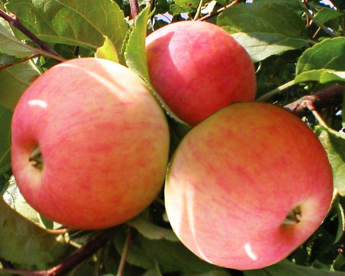 Яблоня Делишес (Превосходное)