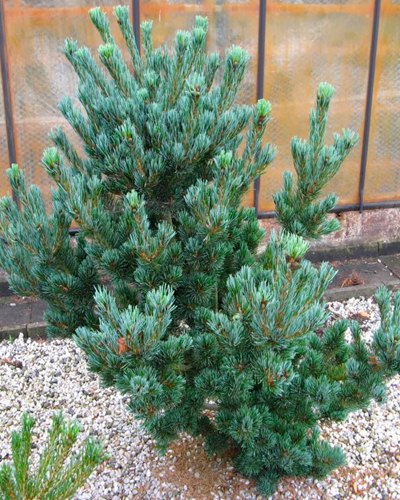 Сосна мелкоцветная Глаука (Pinus parviflora Glauca)