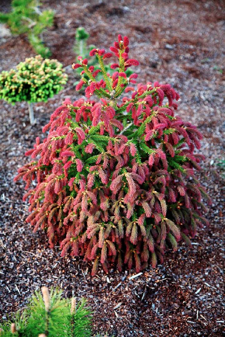 Ель обыкновенная Рыдал (Picea abies Rydal)