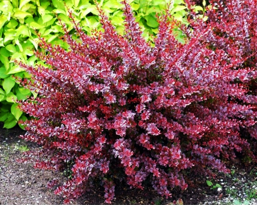 Барбарис тунберга Кармен (Berberis thunbergii Carmen)