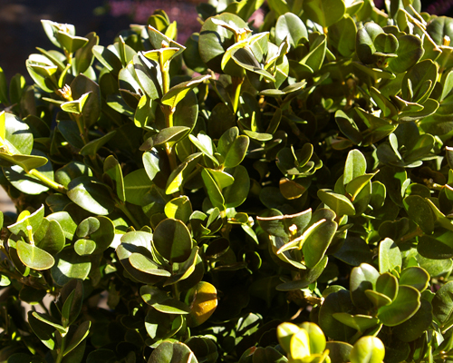 Самшит вечнозеленый Ротундифолия (Buxus sempervirens Rotundifolia) (ШАР)