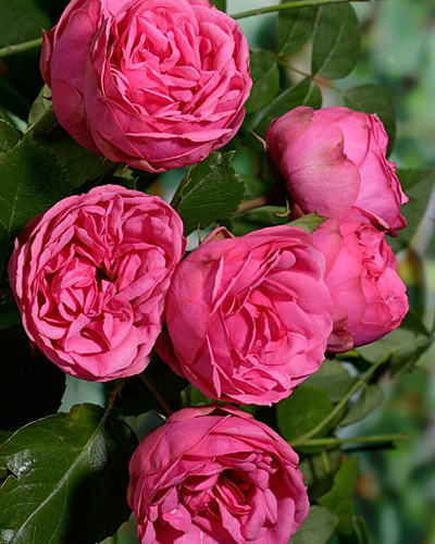 роза Пинк Пиано (Pink Piano)