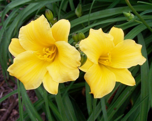 Лилейник Stella d'Oro