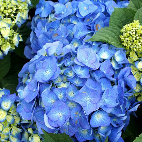 Гортензия крупнолистная Бэла Блю (Bela Blue)