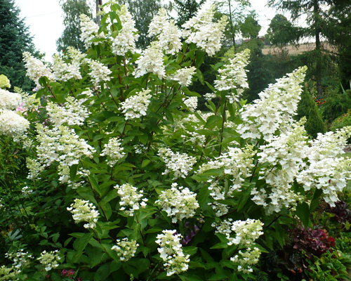 Гортензия метельчатая Юник (Hydrangea paniculata Unique)