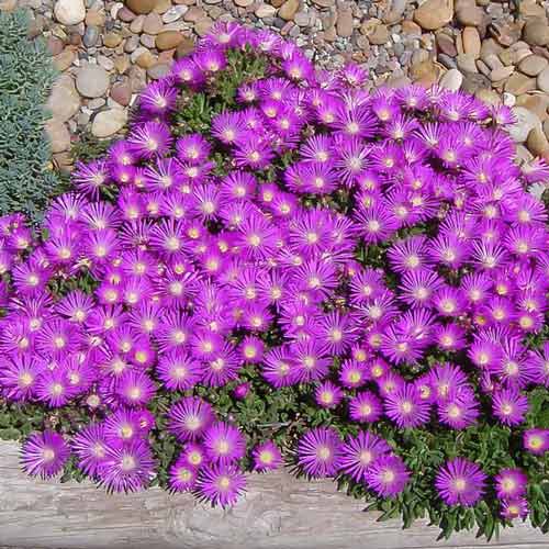 Делосперма Звездная Пыль