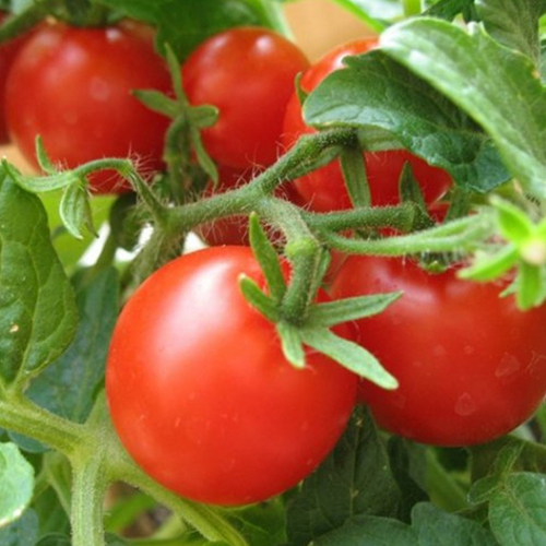 Томат Сибирский скороспелый