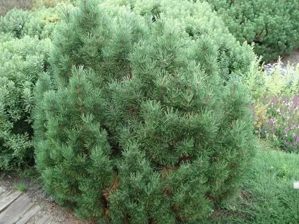 Сосна крючковатая Нана Компакт (Pinus unicinata Nana Compact)