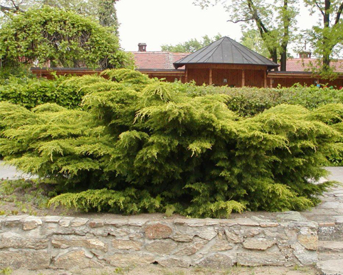 Можжевельник средний Пфитцериана Ауреа (Juniperus media Pfitzeriana Aurea)