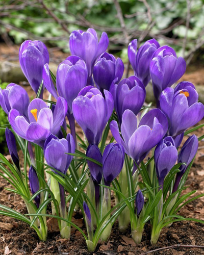 Крокус large flowering Grand Maitre Крокус large flowering Grand Maitre