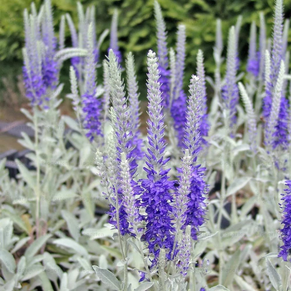Veronica incana