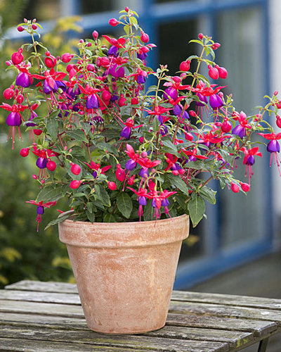 Фуксия кустовая (Fuchsia)