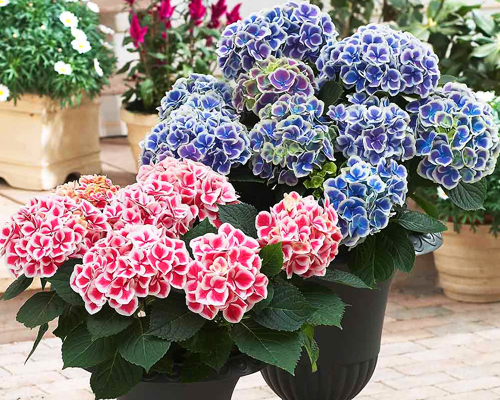 Гортензия крупнолистная Камилла (Hydrangea macrophylla Camilla) Гортензия крупнолистная Камилла (Hydrangea macrophylla Camilla)