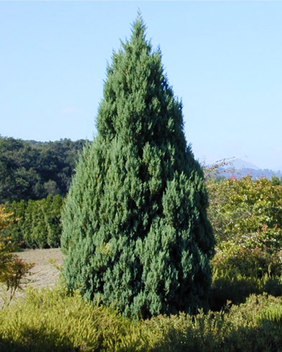 Можжевельник китайский Стрикта (Juniperus chinensis Stricta)