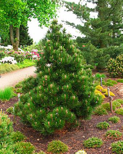 Сосна белокорая Малинки (Pinus leucodermis Malinki)