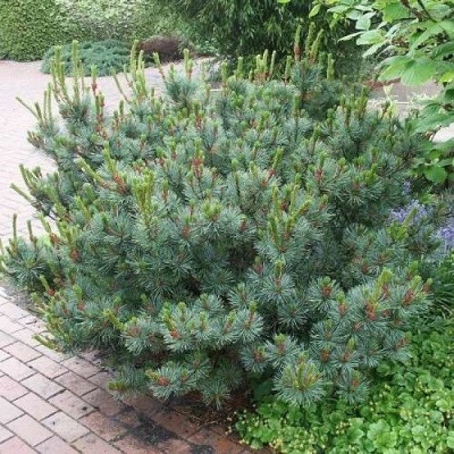 Сосна стланиковая Глаука