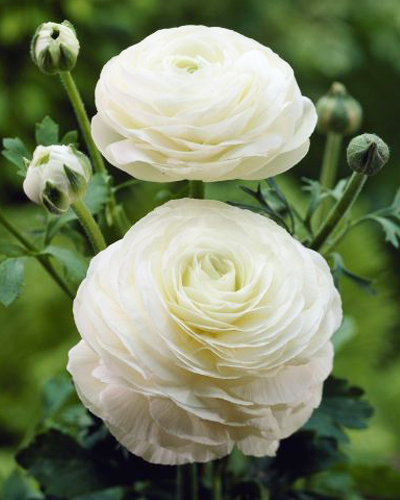 Ранункулюс Peony Type White Ранункулюс Peony Type White