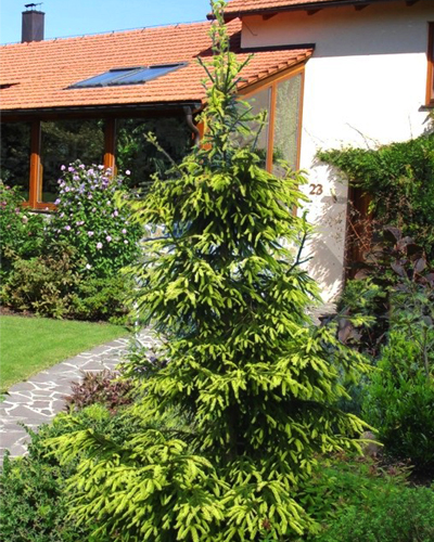 Ель восточная Эрли Голд (Picea orientalis Early Gold)