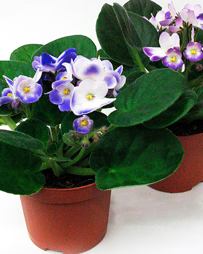 Сенполия Биколор Микс (Saintpaulia Bicolor Mix)