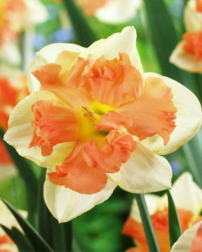 Нарцисс Split Vanilla Peach