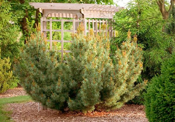 Сосна мелкоцветковая Бонни Бергман