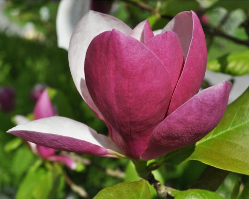 Магнолия суланжа Вербаника (Magnolia soulangeana Verbanica)