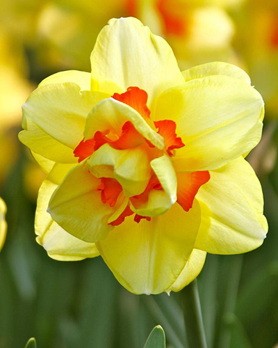 Нарцисс Double Fashion