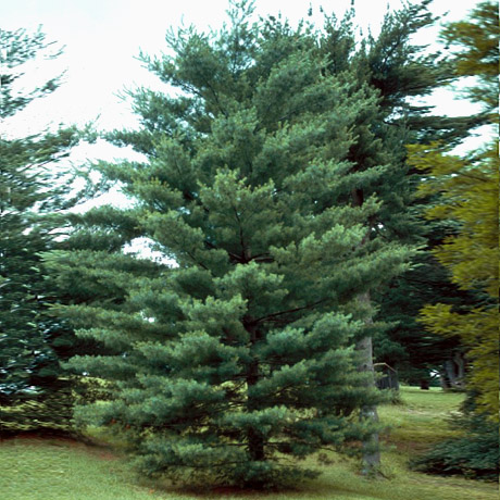 Pinus Strobus
