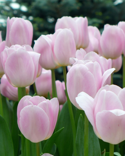 Тюльпан Triumph Pink