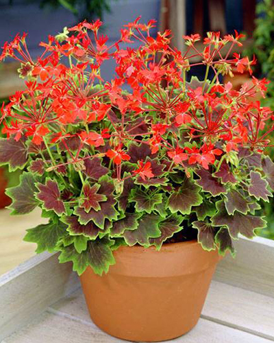 Герань (пеларгония) звездчатая