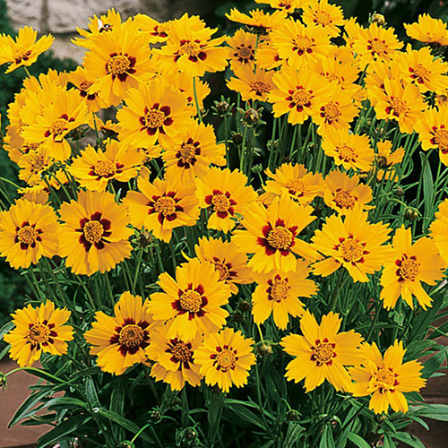 Кореопсис ланцетовидный Санберст (Sunburst)