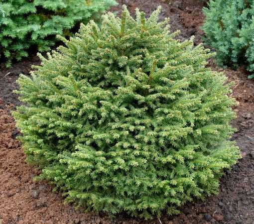 Ель обыкновенная Лууа Парл (Picea abies Luua Parl)