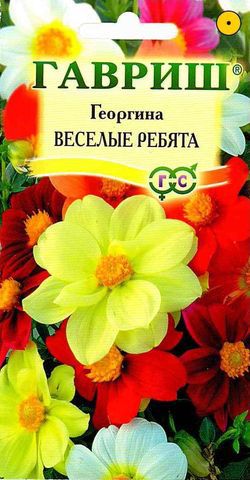 Георгина Веселые ребята 0,3г. ГАВРИШ