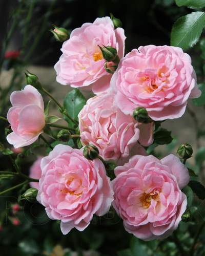 роза Лавли Мейян (Lovely Meilland)