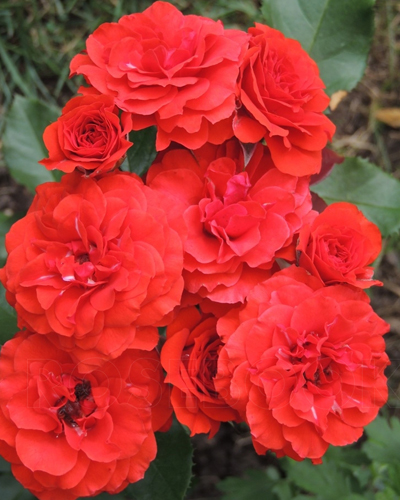 роза Оранж (Orange, Orange Baby)