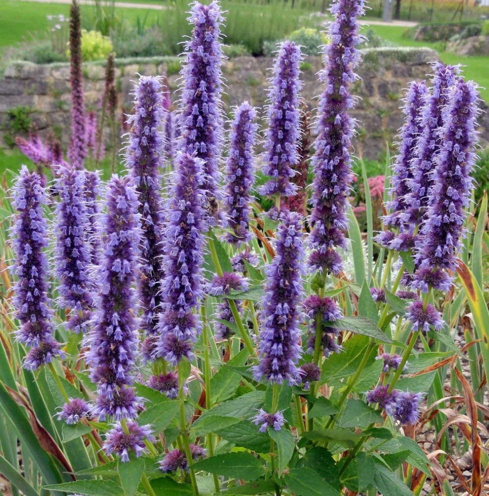 Agastache hybride Black Adder Agastache hybride Black Adder