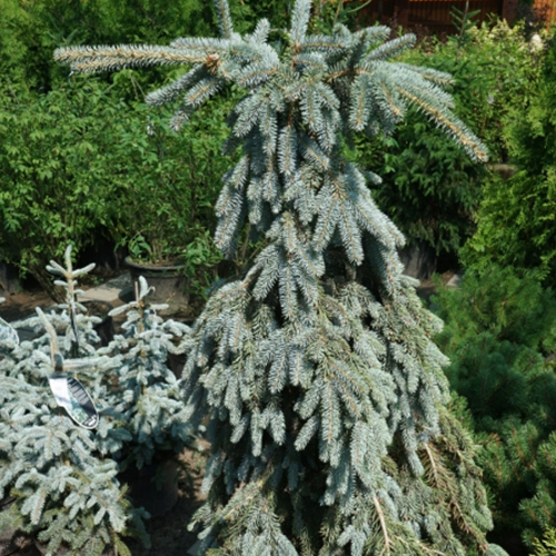Ель колючая Масек (Picea pungens Maciek)