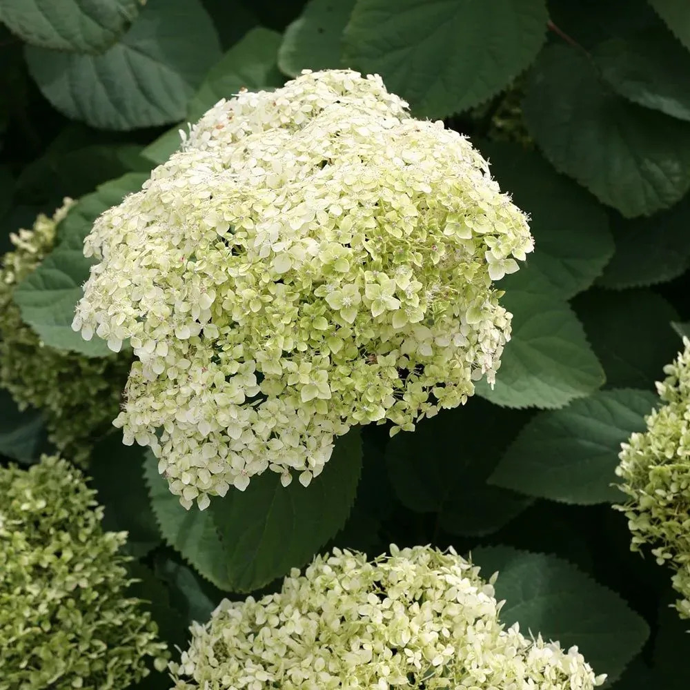 Гортензия древовидная Лайм Рики (Hydrangea arborescens Lime Rickey)