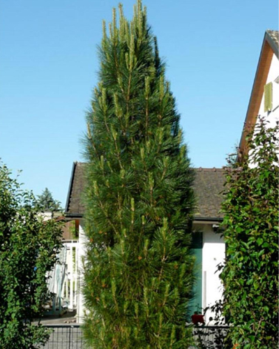 Сосна черная Грин Тауэр (Pinus nigra Green Tower)