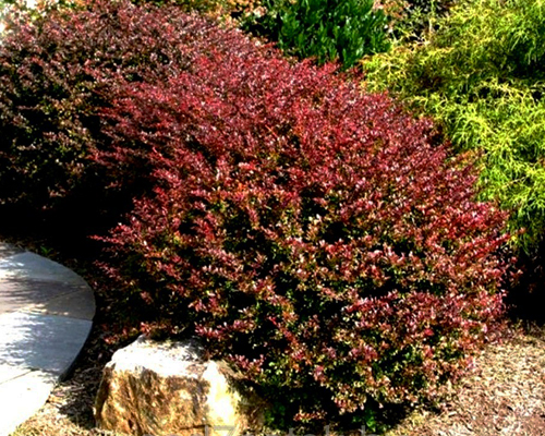 Барбарис тунберга Дартс Ред Леди (Berberis thunbergii Dart's Red Lady)
