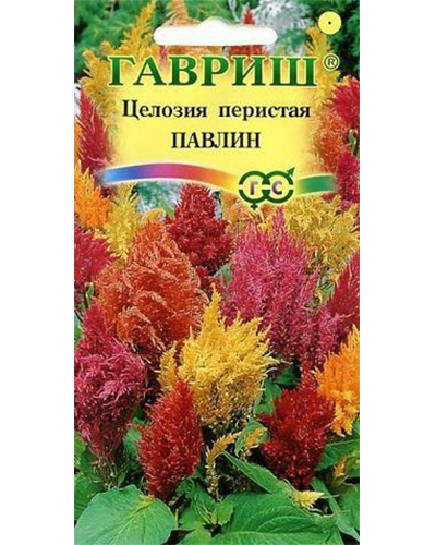 целозия павлин